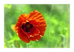 Mohn