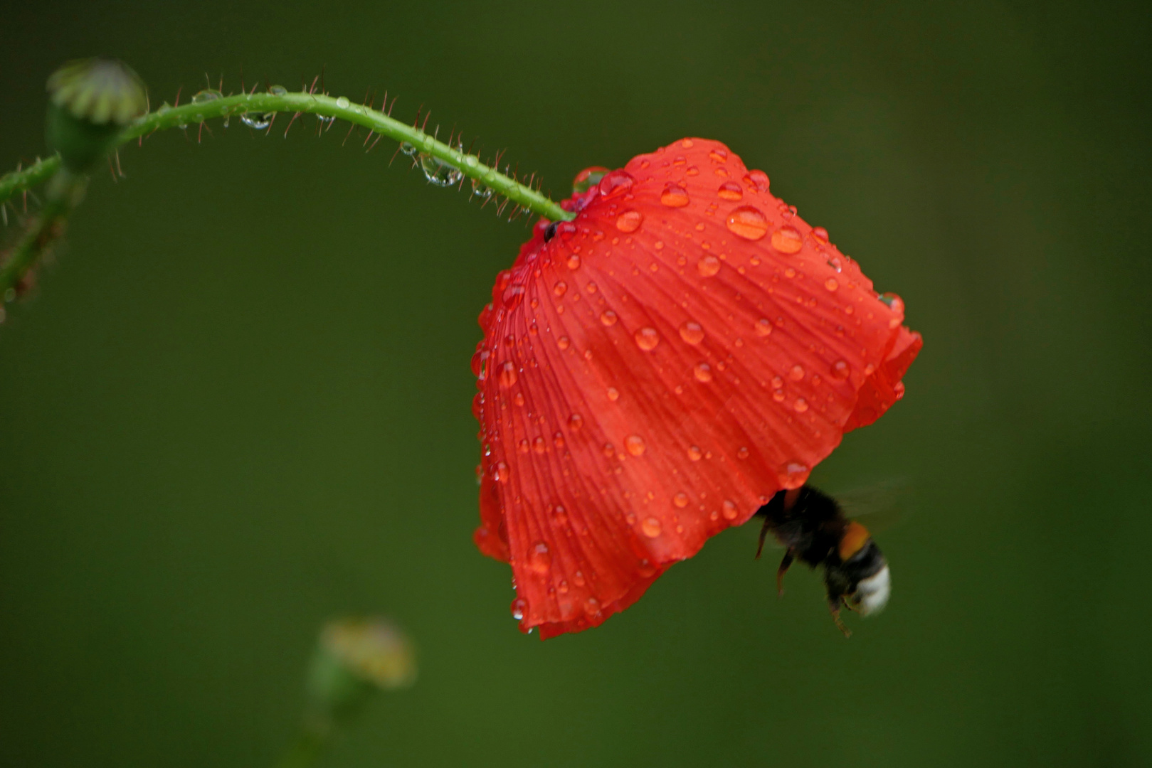 MOHN