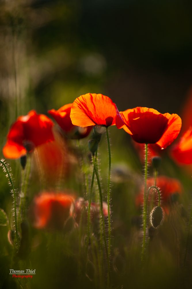 Mohn