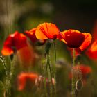 Mohn