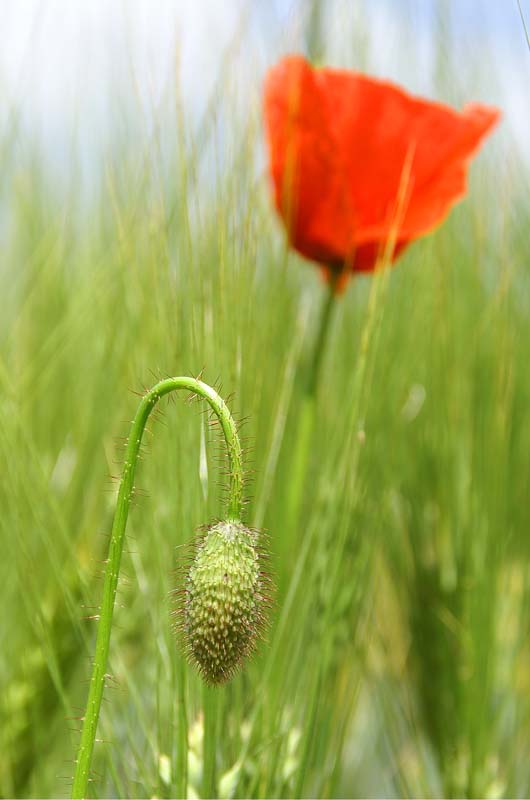 mohn