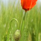 mohn