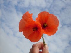 Mohn