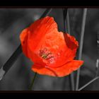 Mohn