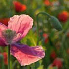 MOHN