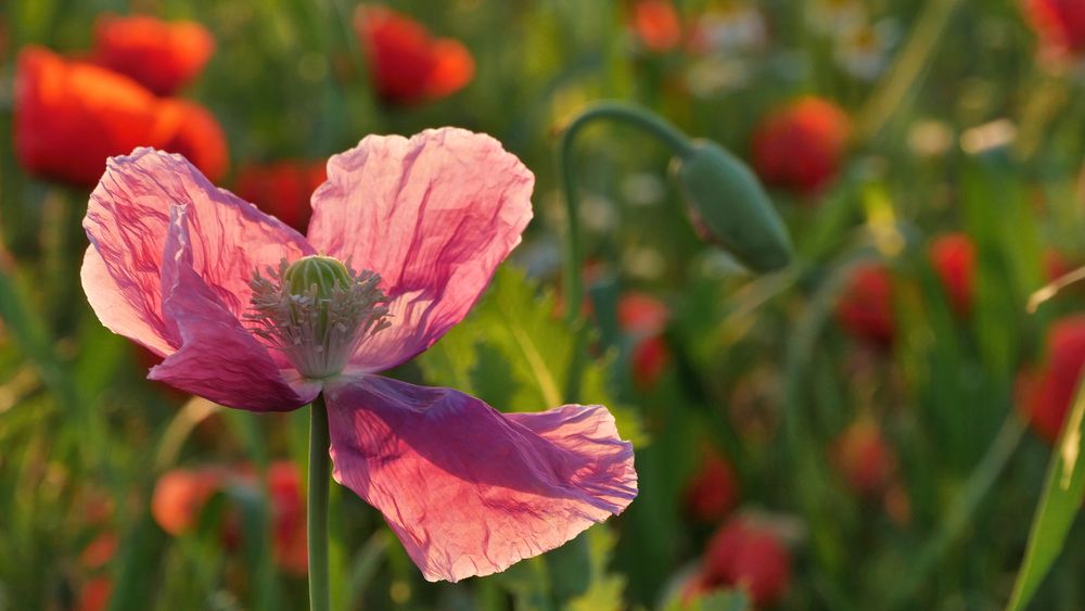 MOHN