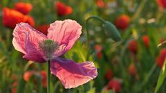 MOHN