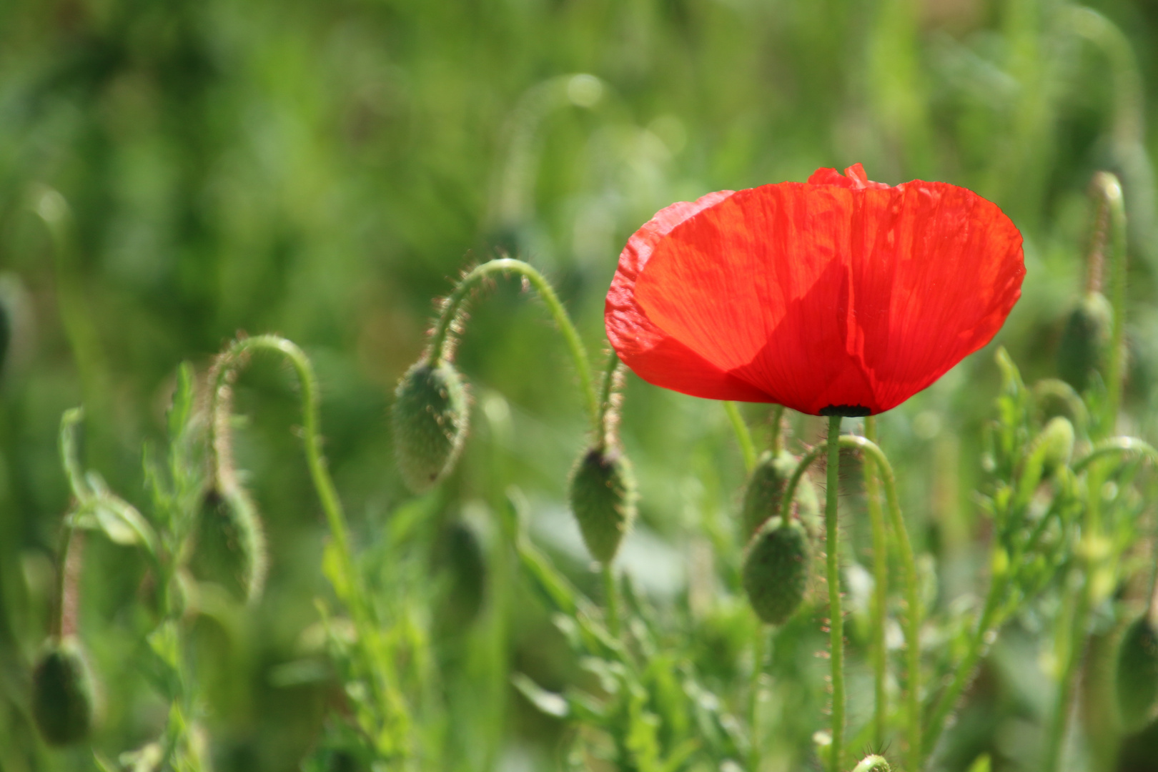 Mohn