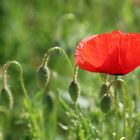 Mohn