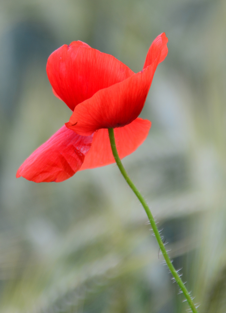 Mohn