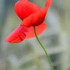 Mohn