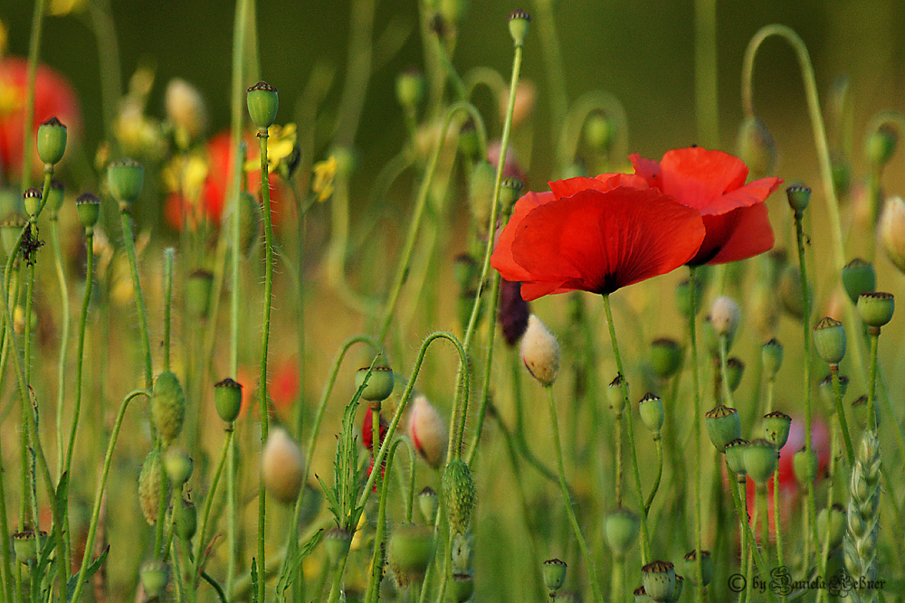 Mohn