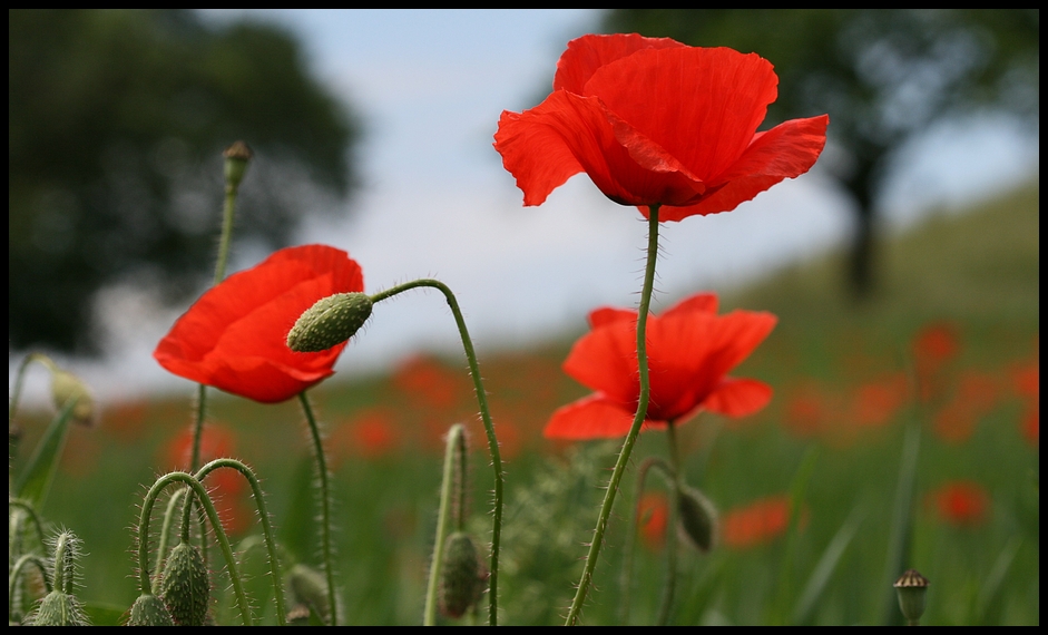 mohn again