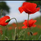 mohn again