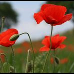 mohn again