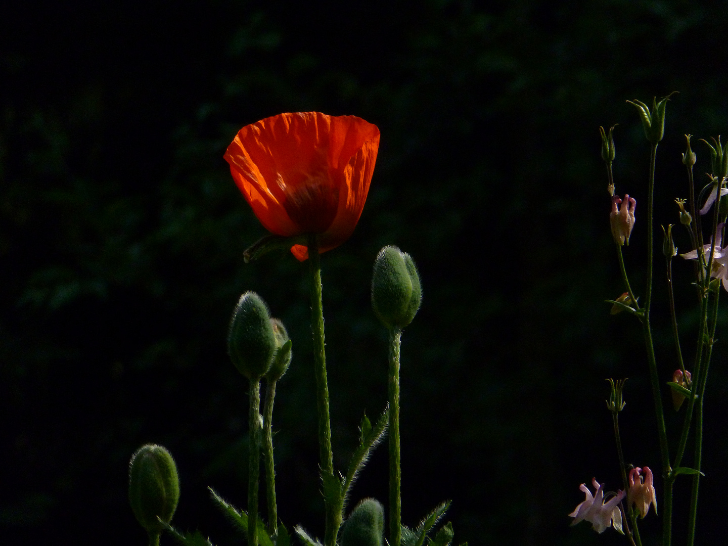 Mohn & Akelei