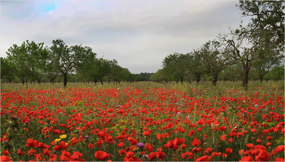 Mohn-Allee