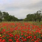 Mohn-Allee