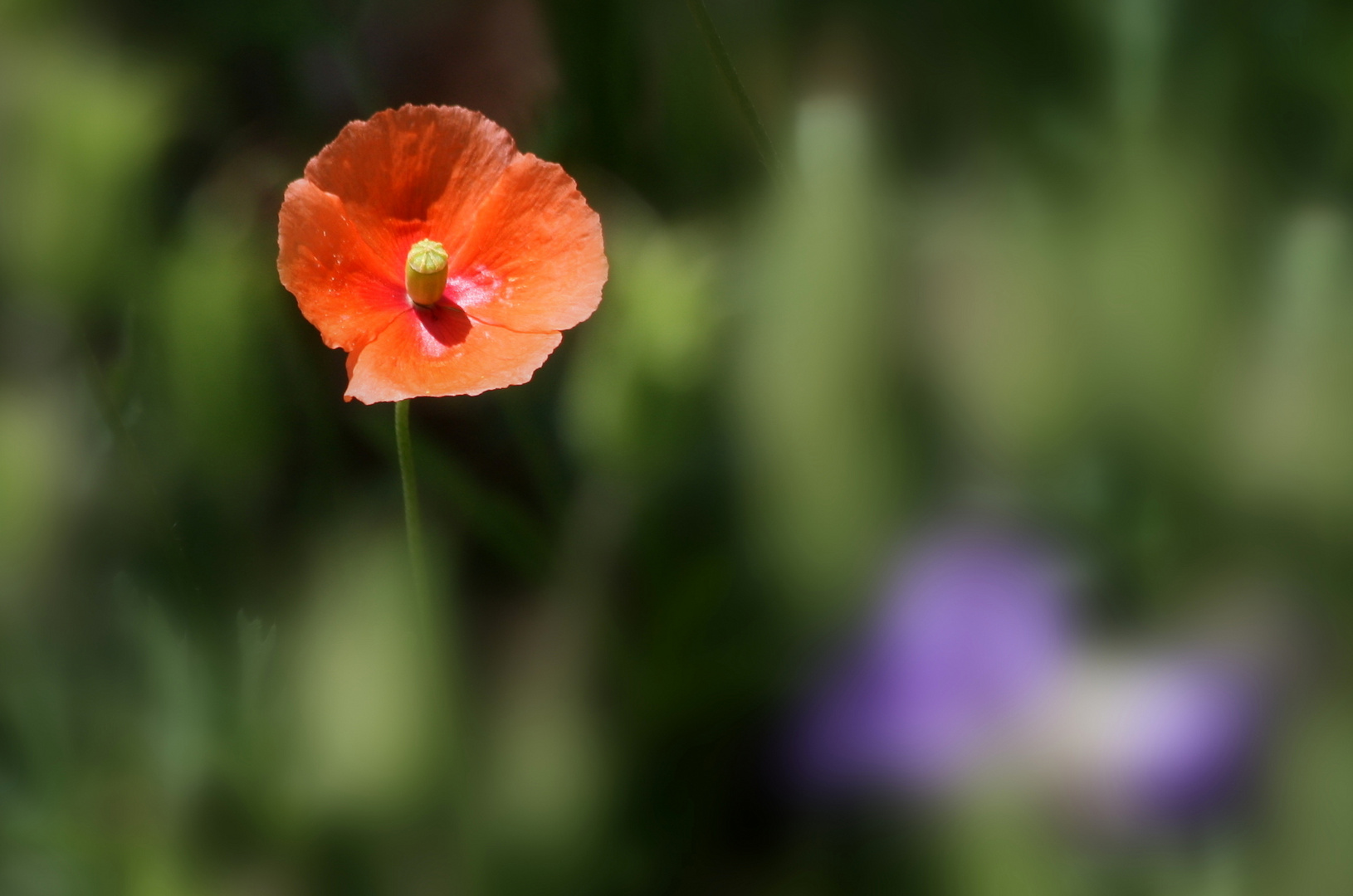 Mohn allein...