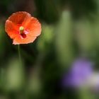 Mohn allein...