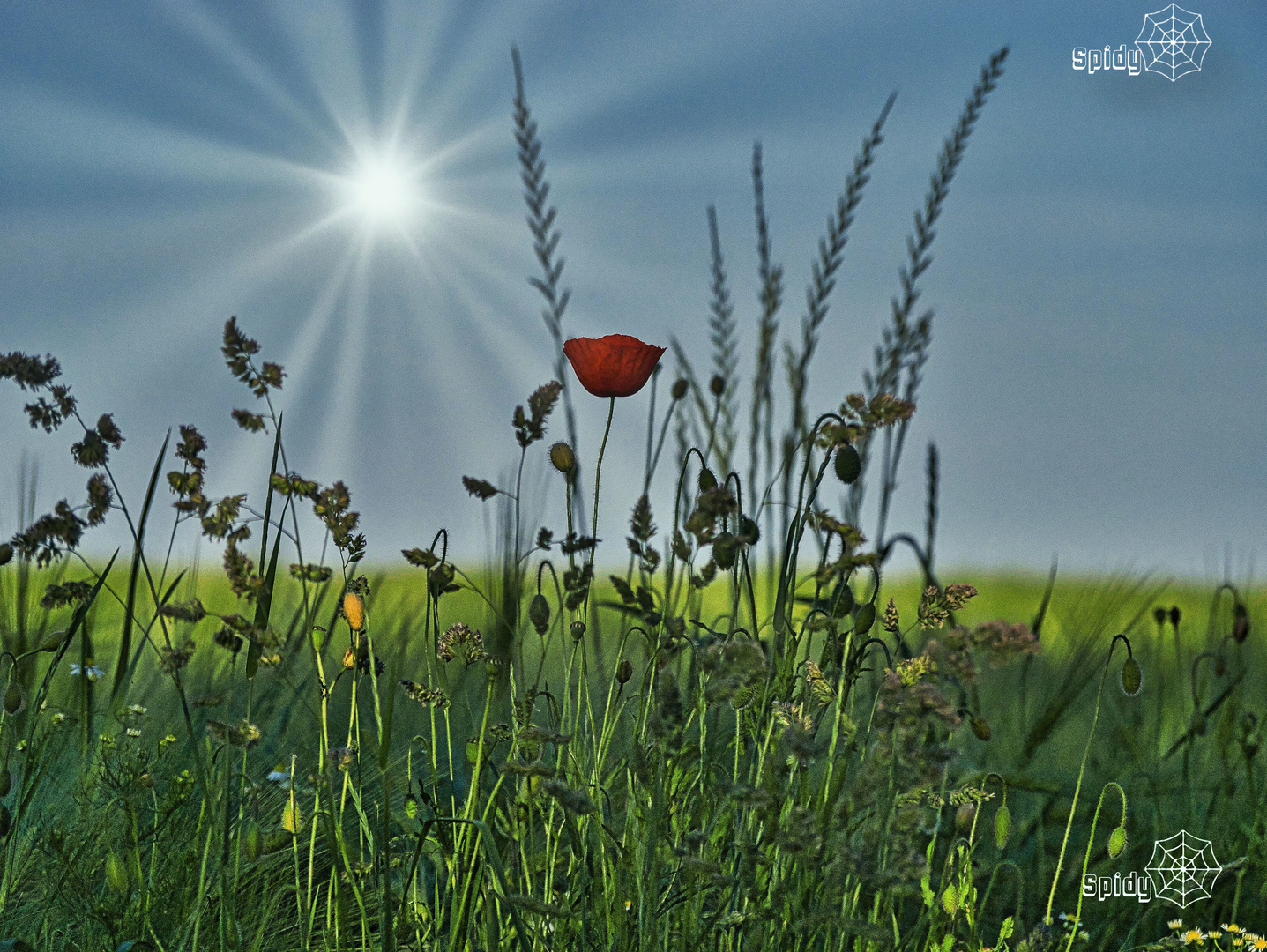 mohn alone.....