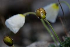 Mohn alpin