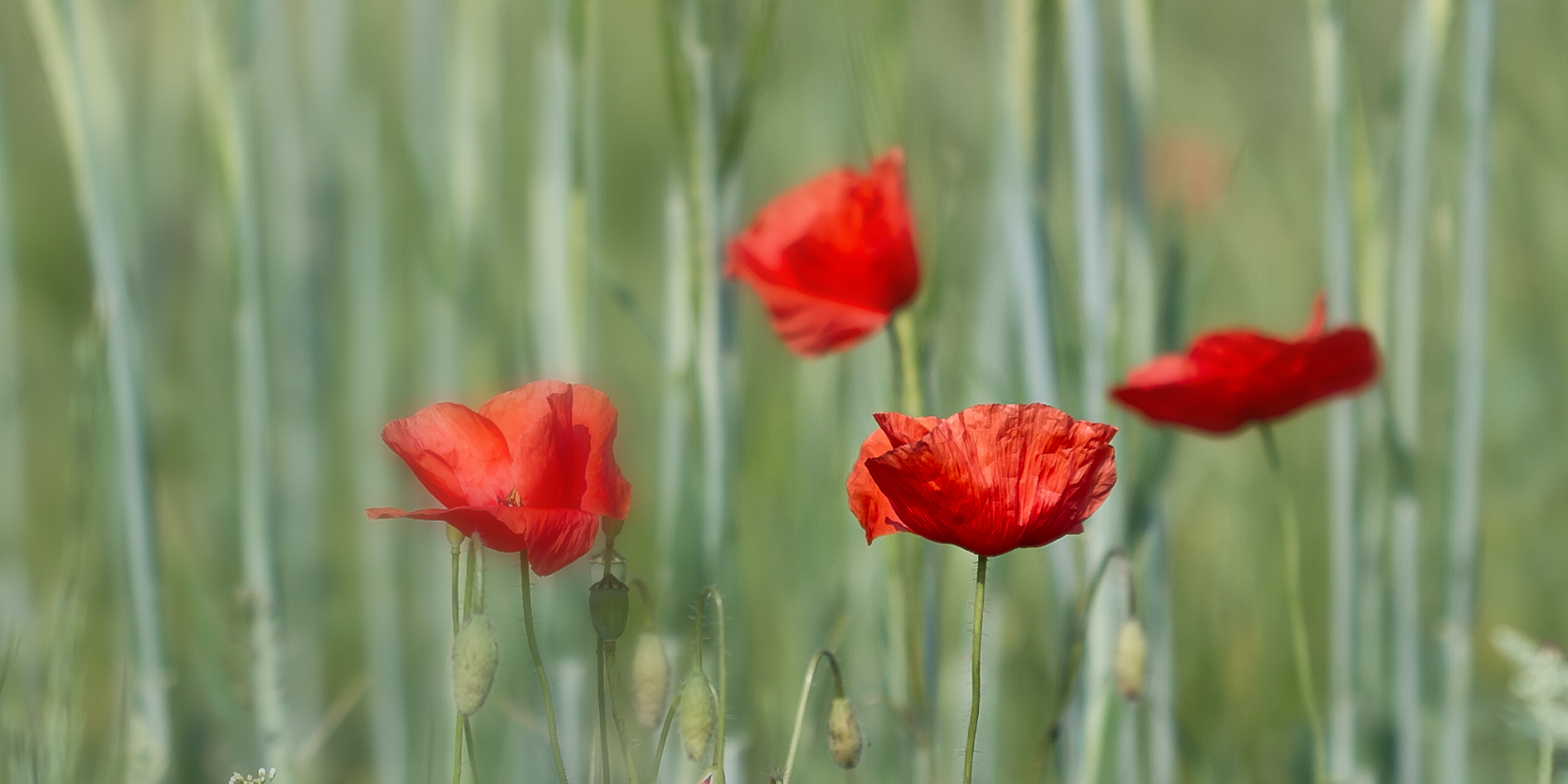 Mohn als...