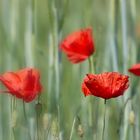 Mohn als...