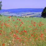 -Mohn als Blickfang-