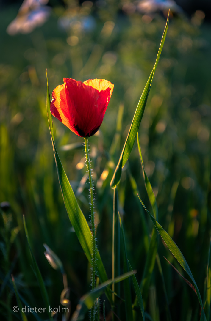 ***Mohn als Frühlingsgruß***