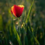 ***Mohn als Frühlingsgruß***