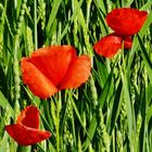 Mohn als Gruppenfoto