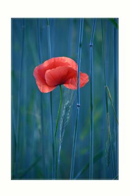 MOHN als MITTWOCHGRUSS