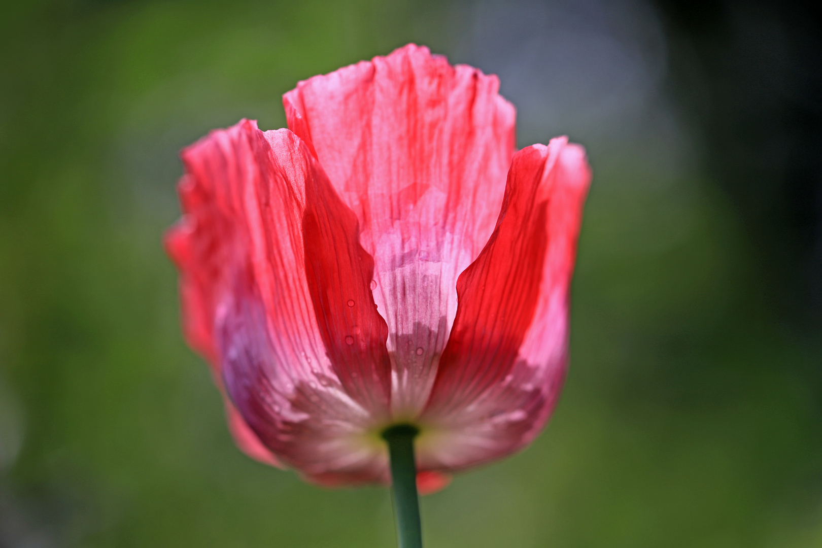 Mohn als Mittwochsblümchen