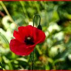 Mohn als Mittwochsblümchen