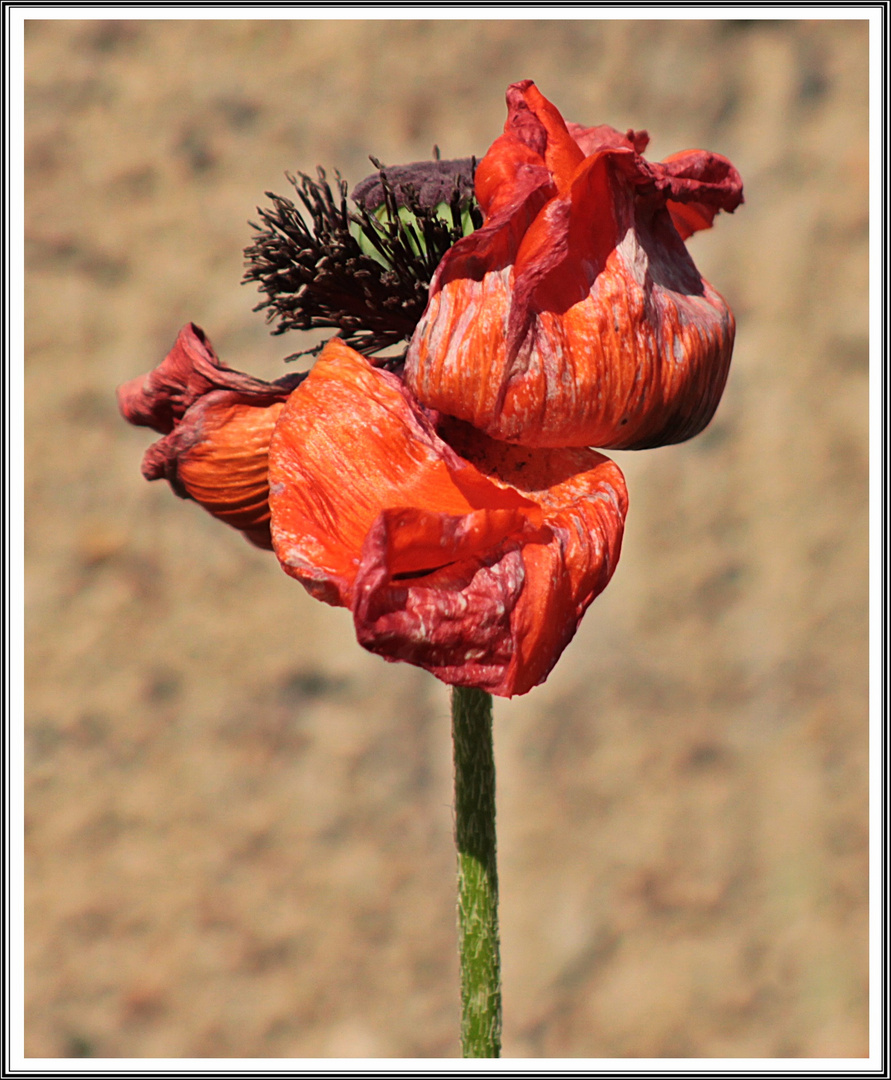 Mohn als MIWOBLÜ