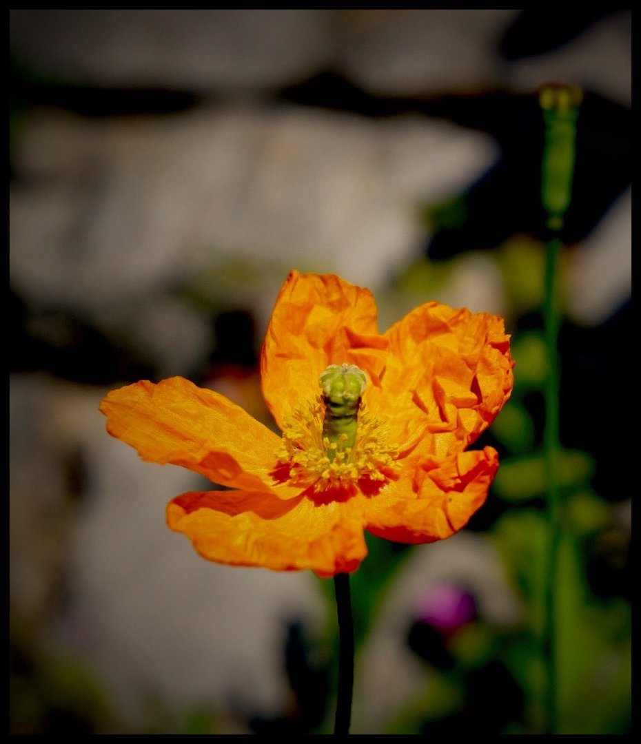 Mohn als Sonntagsgruß...