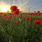 Mohn am Abend