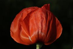 Mohn am Abend