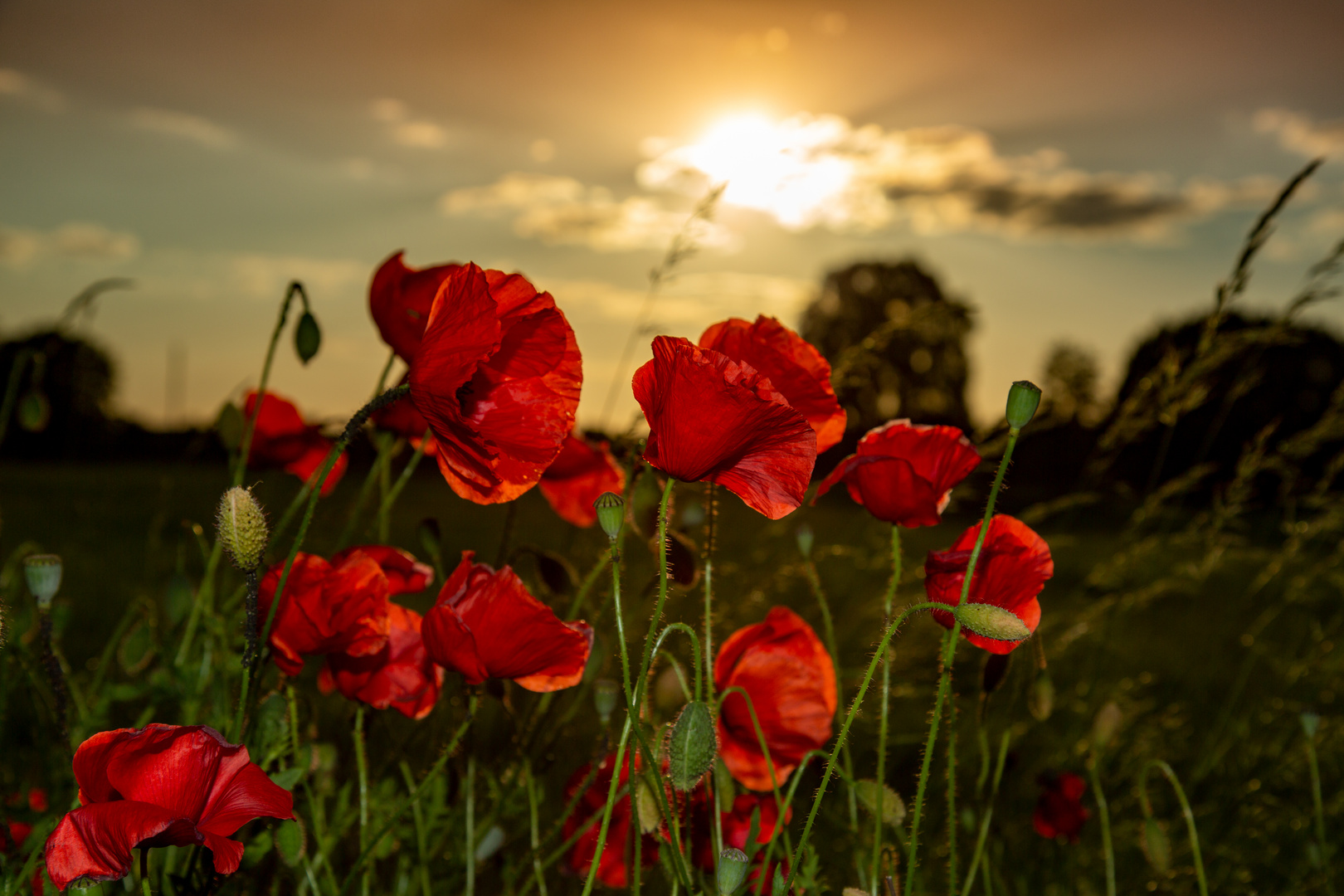 Mohn am Abend