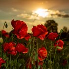 Mohn am Abend