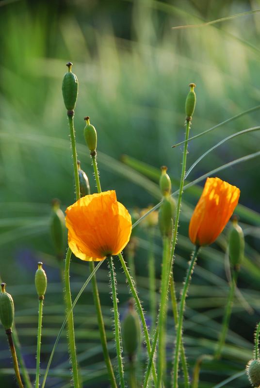 Mohn am Abend