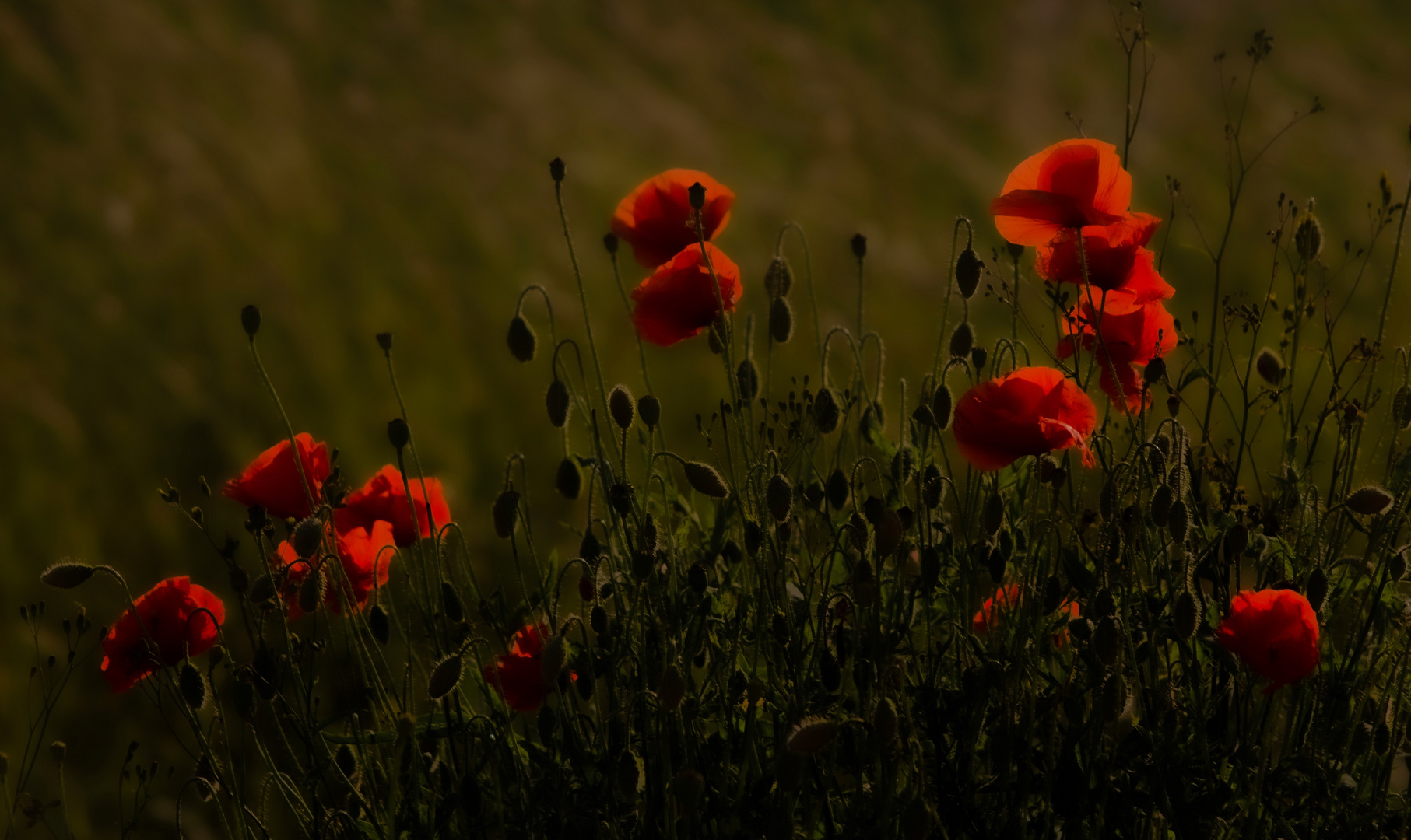 Mohn am Abend