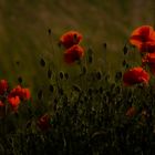 Mohn am Abend