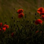 Mohn am Abend