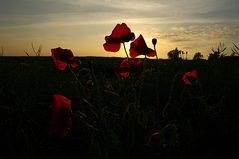 Mohn am Abend