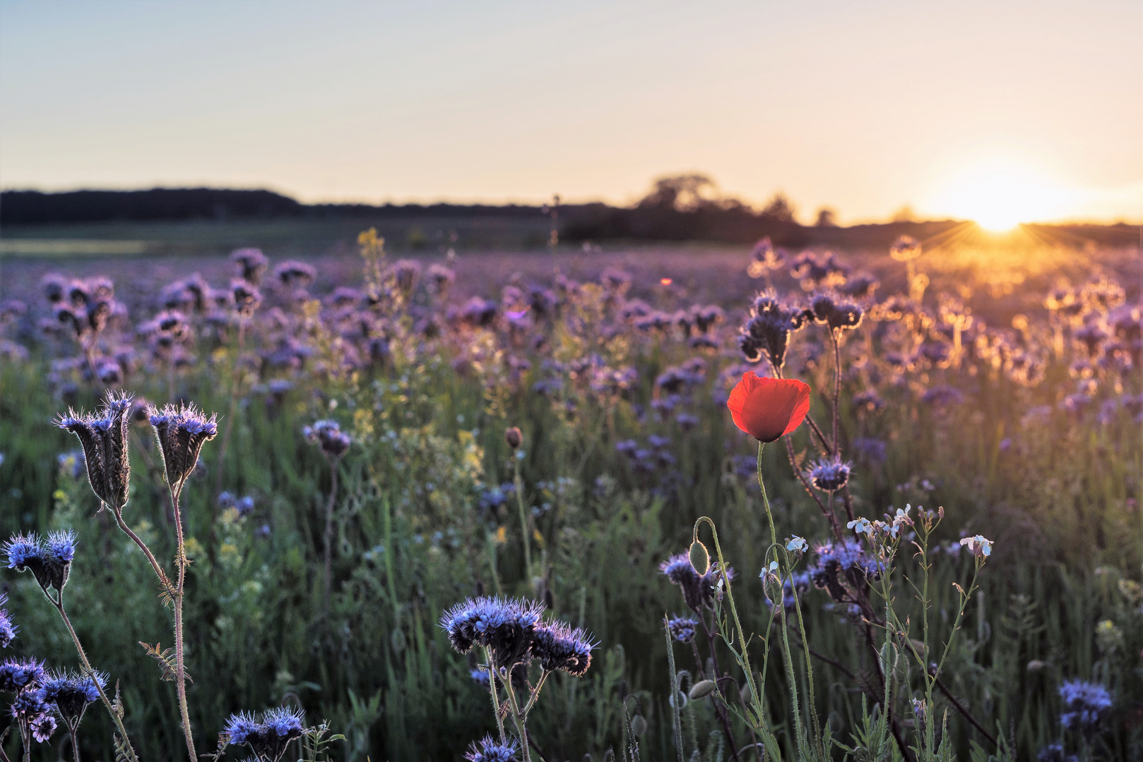 Mohn am Abend