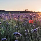 Mohn am Abend