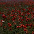 Mohn am Abend