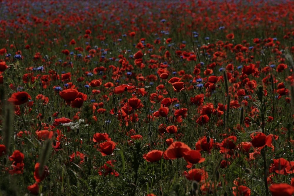 Mohn am Abend